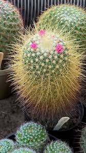 Mammillaria Pringlei Cactus Plants Cacti And Succulents Succulents Garden