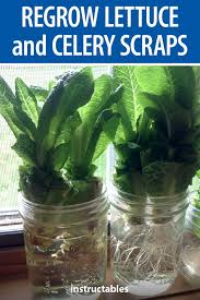 Regrow Lettuce And Celery Scraps Indoors Super Easy Regrow Lettuce Gardening For Beginners Fruit Garden Plans