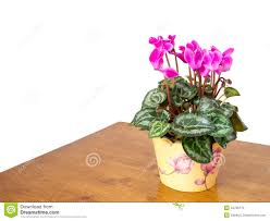 Fejka pianta artificiale con vaso. Piante Da Appartamento Con Fiore Rosa