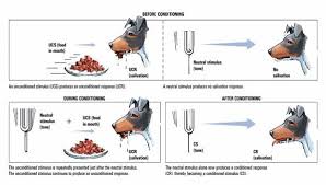 Ur Unconditioned Response Us Unconditioned Stimulus Cr Conditioned Response Cs Conditioned Stimulus Psychology Sample Resume Resume