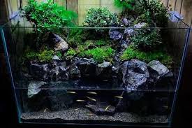 Difference Between Aquarium Terrarium Riparium And Paludarium Shrimp And Snail Breeder Aquarium Aquarium Garden Planted Aquarium