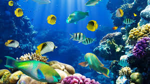 Download Free Live Wallpapers For Android Phones Epic Car In 2021 Fish Wallpaper Aquarium Live Wallpaper Live Wallpaper For Pc