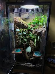 Pin By I Heart Geckos On Lizards In 2021 Gecko Terrarium Crested Gecko Vivarium Whites Tree Frog