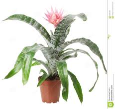 Piante Da Appartamento Con Fiore Rosa