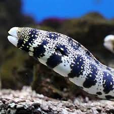 Snowflake Eel Saltwater Fish Tanks Saltwater Aquarium Marine Fish
