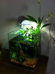 10l Nanocube Riparium With A Spathiphyllum Aquarium Fish Tank Aquascape Aquarium Planted Aquarium