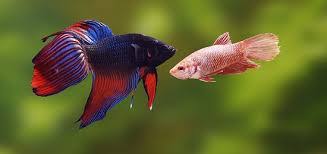Some aquarists may be entirely unfamiliar with how female bettas look female bettas are noticeably stouter as well compared to males. Female Betta Fish