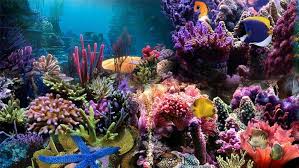 Fish Tank Background Printable 50 Best Aquarium Backgrounds Aquarium Backgrounds Aquarium Background
