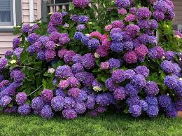 Took This Picture In Chincoteague Va I Love Hydrangeas Hydrangea Garden Hydrangea Plants
