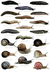 Back To The Roots Water Garden Slugs Snail Getting Rid Of Slugs