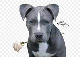 Blue nose pitbulls with blue eyes are especially stunning, and the blue nose brindle pitbull coloring adds an exotic flair. American Pit Bull Terrier Staffordshire Bull Terrier American Staffordshire Terrier Png 609x579px Pit Bull American Bully