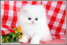 Teacup persian kittens, yes they are here! Cashmere White Teacup Persian Kittendesigner Persian Kittens For Sale Luxury Kittens 660 292 2222 660 292 1126 Shipping Available