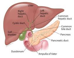 Illustration Showing The Location Of The Common Bile Duct Liver Pancreas Pancreatic Duct Ampula O Bile Duct Cancer Gallbladder Cancer Neuroendocrine Cancer