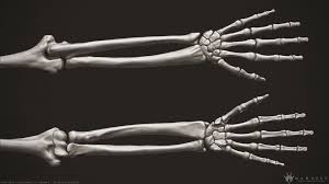3d Human Arm Bones 3d Model Arm Bones 3d Human 3d Model Character