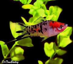 Premium New Rare Showa Koi Swordtail 1 To 1 5 Long Swordtail Fish Tropical Fish Aquarium Aquarium Fish