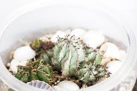 The Ultimate Guide To Making A Terrarium For Beginners The Curiously Creative In 2020 How To Make Terrariums Terrarium Types Of Succulents