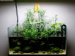 Love Love Love This Paludarium Such A Great Idea And Use Of Plants Fish Paisajismo Acuatico Peceras Paludario