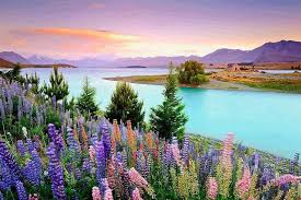 Lake Tekapo New Zealand Posed By Amazing Things Lake Tekapo Beautiful Lakes Beautiful Nature