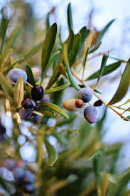 Olives By Traicho Vassilev 500px Olive Tree Olive Tree Painting Tree Photography