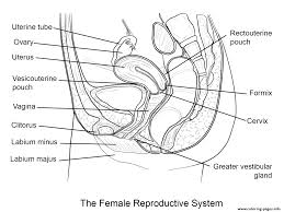 This lesson was most recently edited on march 23, 2011. Female Reproductive System Coloring Pages Printable