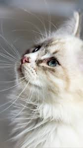 White Cat Wallpaper Iphone Android Desktop Backgrounds Cats Cats And Kittens Kitten Wallpaper