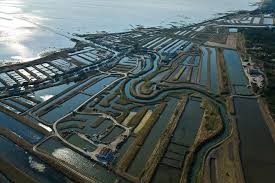 Claires Du Marais D Oleron Destinees A L Affinage Des Huitres Ile D Oleron Charente Maritime 17 Poitou Charentes Ile D Oleron Charente Maritime Oleron