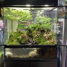 Aquascape Nano Tank Size 20x20 Cm Tiger Salamander Reptile Terrarium Vivarium