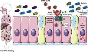 Symptoms include heartburn, nausea, vomiting, and feeling full quickly when eating. Diarrhea During Covid 19 Infection Pathogenesis Epidemiology Prevention And Management Clinical Gastroenterology And Hepatology