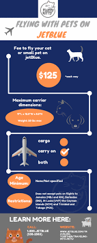 Jetblue airlines make it a priority to assist those traveling with service dogs in any way possible. The 12 Best Airlines For Cats Ultimate Guide 2019 Fluffy Kitty