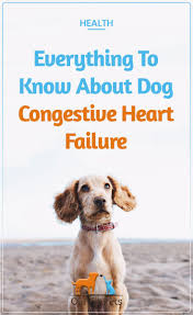Everything To Know About Dog Congestive Heart Failure Our Fit Pets Congestive Heart Failure Heart Failure Congenital Heart Failure