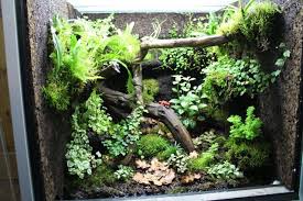 The How To Build A Dart Frog Viv Thread Page 2 Reptile Forums Frog Terrarium Dart Frog Vivarium Vivarium