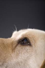 What Are The Causes Of Blindness In Dogs Dog Eyes Eye Infection In Dogs Dog Remedies