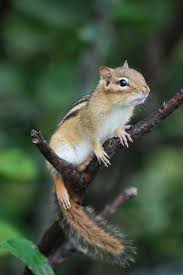 Dsc 0307 Animals Friends Cute Animals Flying Squirrel Pet