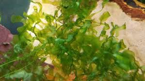 Subwassertang Aquatic Plants Planted Aquarium Unusual Plants