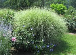 Miscanthus Sinensis Morning Light Miscanthus Morning Light Ornamental Grasses Morning Light