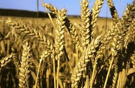 Farine De Froment Bio Farine De Ble Bio