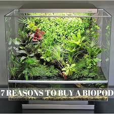 7 Reasons Everyone Should Buy A Biopod Dart Frog Vivarium Terrarium Plants Poison Dart Frogs