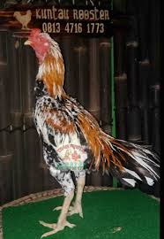 Ayam Siam Bangkok Super Besar 5 Kg Hewan Bangkok Ayam