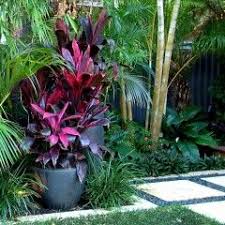 Small Courtyard Tropical Gardens Google Search Good Gardening Courtyard Gardens Design Tropical Garden Design Tropical Landscaping