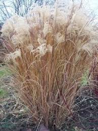 Winter Gardening Miscanthus Morning Light In Winter Winter Garden Luxury Garden Vegetable Garden Design