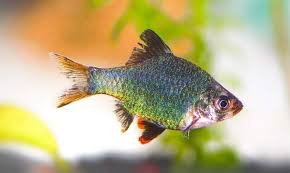 Keep reading for more information on what causes fin rot and how you can prevent it as well as diagnosing and curing it if it's already too late. 5 Quick And Easy Steps For Treating Fin Rot In Aquarium Fish Aquarium Co Op