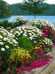 Ideas For Plantings Around Opa S Daisies In Back Garden Beautiful Gardens Flower Landscape Flower Garden