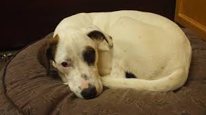 The greater charlotte spca does not own or operate a shelter facility. Greater Charlotte Spca