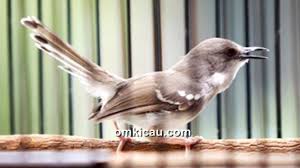Ciblek kristal gacor ngebren cocok buat pikat masteran prenjak ciblek bahan supaya cepat bunyi campursari suara burung ciblek masteran kicau ciblek manatp burung ciblek 2020 full audio. Tips Merawat Dan Mengasah Mental Ciblek Dada Putih Om Kicau