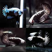 Once again we have received a beautiful fighting fish breeding form, this time even in pairs: Betta Siamese Fighting Fish Black White Samurai Halfmoon Plakat Betta Male Aquarium Central