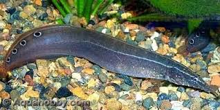 Spot Finned Spiny Eel Macrognathus Siamensis Aquarium Fish Fresh Water Fish Tank Freshwater Aquarium
