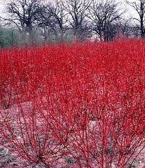 Posts About Cornus Alba On Polley Garden Design Red Twig Dogwood Twig Dogwood Dogwood Shrub