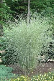 Miscanthus Sinensis Morning Light What We Call Maiden Grass Miscanthus Morning Light Tall Ornamental Grasses Shade Plants