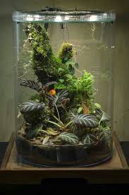 Pin By Jean Ciani On Projets A Essayer Garden Terrarium Terrarium Vivarium