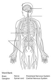 The peripheral nervous system refers to parts of the nervous system outside the brain and spinal cord. Nervous System Worksheet Coloring Page Free Printable Coloring Pages Nervous System Nervous System Diagram Human Body Systems